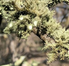 Usnea scabrida