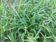 Helianthus longifolius