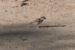 Passer domesticus