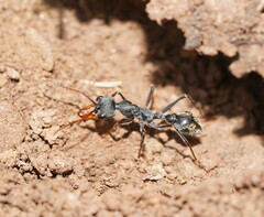 Myrmecia pulchra