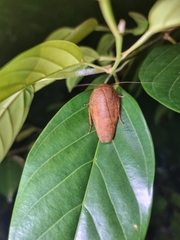 Pseudophoraspis nebulosa