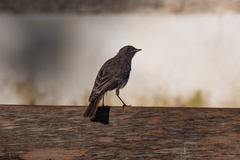 Phoenicurus ochruros