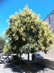 Koelreuteria paniculata