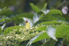 Eurema simulatrix