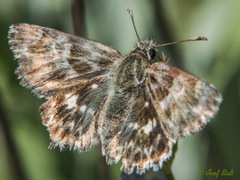 Muschampia baeticus