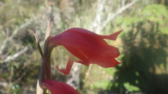 Gladiolus dalenii image