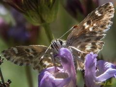 Muschampia baeticus