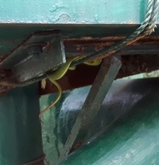 Trimeresurus erythrurus