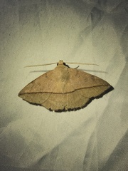 Ugia purpurea