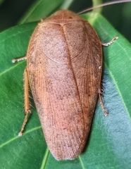 Pseudophoraspis nebulosa