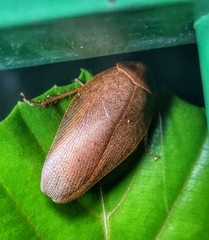 Pseudophoraspis nebulosa