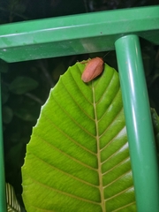 Pseudophoraspis nebulosa