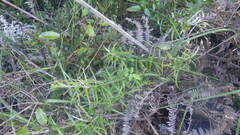 Helichrysum mutisiaefolium