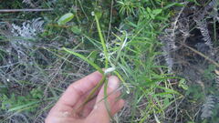 Helichrysum mutisiaefolium