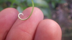 Helichrysum mutisiaefolium