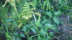 Helichrysum mutisiaefolium