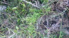 Helichrysum mutisiaefolium