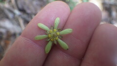 Homalium albiflorum