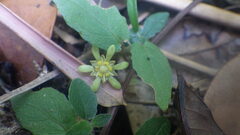 Homalium albiflorum