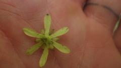 Homalium albiflorum