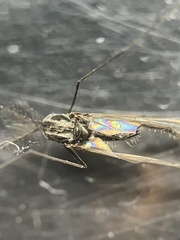 Diamesa chiobates