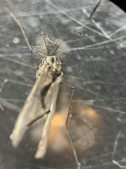 Diamesa chiobates