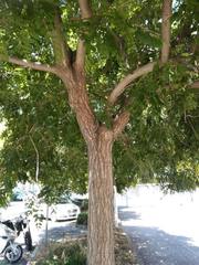 Koelreuteria paniculata