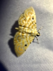 Notarcha aurolinealis