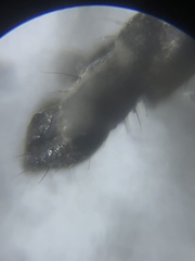 Diamesa chiobates