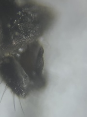 Diamesa chiobates