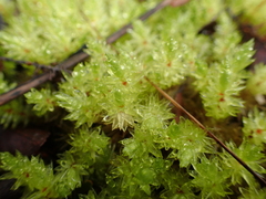 Pulchrinodus inflatus