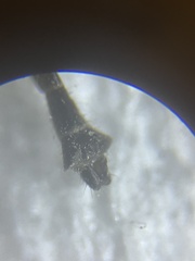Diamesa chiobates