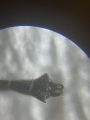 Diamesa chiobates