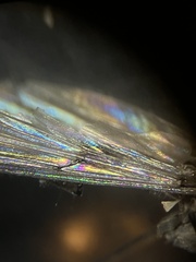 Diamesa chiobates