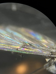 Diamesa chiobates