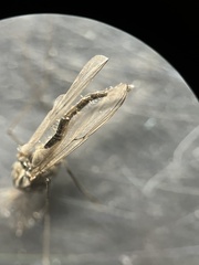 Diamesa chiobates