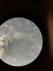 Diamesa chiobates