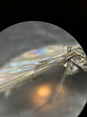 Diamesa chiobates