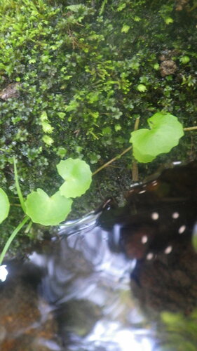 Centella image