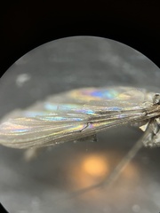 Diamesa chiobates