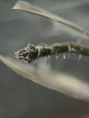 Diamesa chiobates