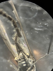 Diamesa chiobates