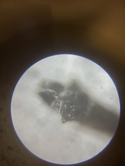 Diamesa chiobates