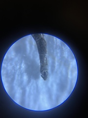 Diamesa chiobates