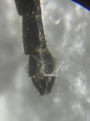 Diamesa chiobates
