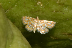 Musotiminae