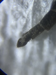 Diamesa chiobates