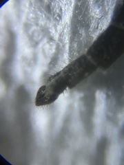 Diamesa chiobates