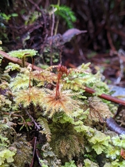Mniodendron comosum