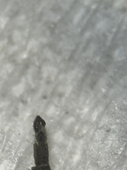 Diamesa chiobates